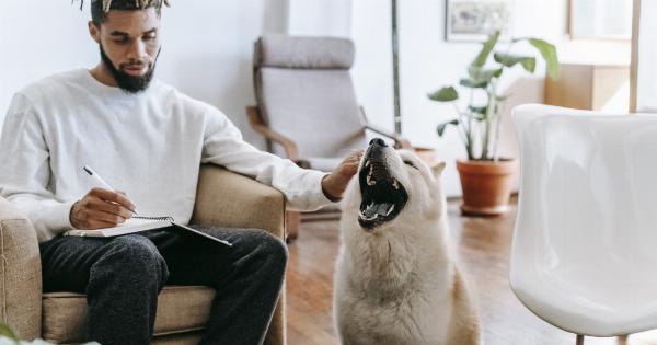 Be a responsible dog owner: don’t lose your furry friend