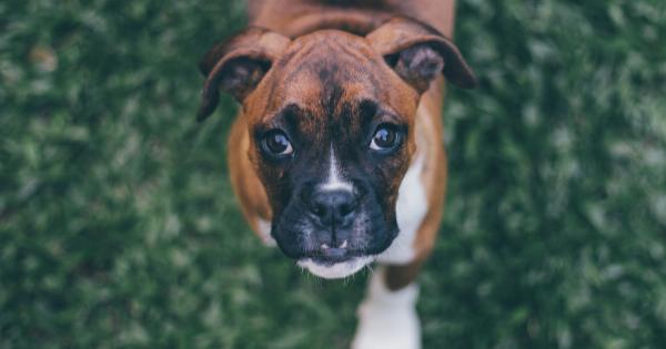 Boxer dog: devoted, intelligent, and energetic