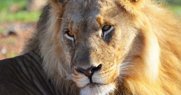 Cholesterol May Be More Dangerous Than We Thought