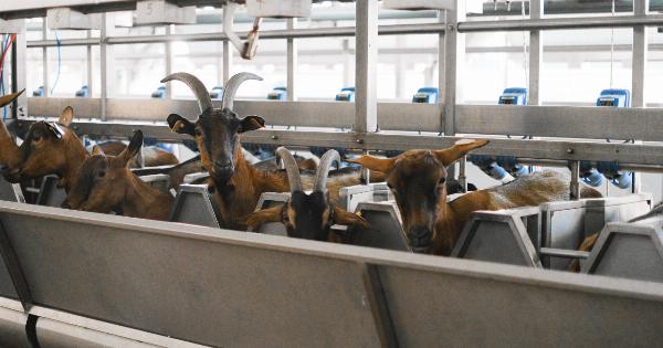 Benefits of Goat Dairy: An Overview