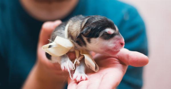 Puppy steals the show during priest’s surgery