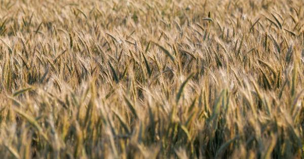 The benefits of consuming chlorophyll in wheat