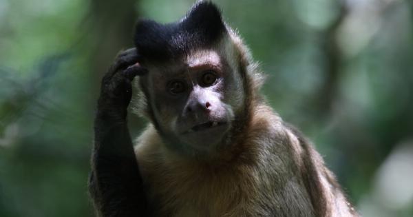 Wildlife Wonder: Nurturing our Furry Friends