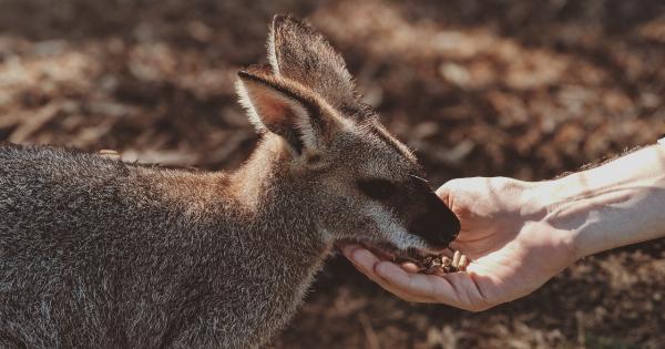 Kangaroo care: The revolutionary method for premature babies