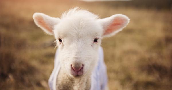 Proper techniques for cleaning your baby’s ears