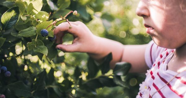 Blueberries boost focus in kids