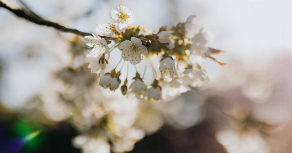 Paste Flora with Apricot Jam