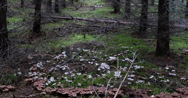 Mushrooms and Immune Boosting