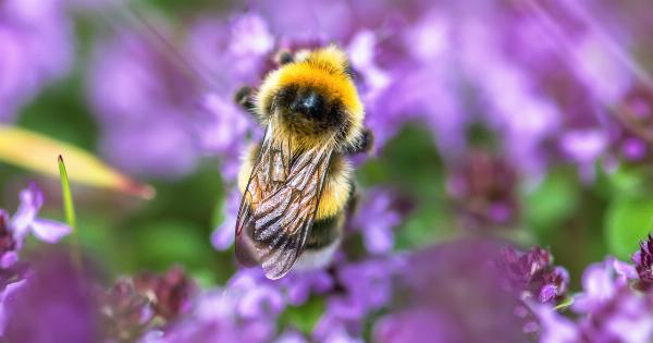 Revitalizing mask with yautri, honey and lavender!