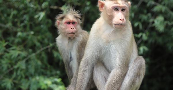 What happens when monkeys are exposed to various surfaces?