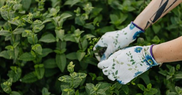 Herbs That Naturally Lower High Blood Pressure