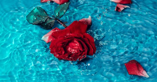 The Anti-Aging Properties of Rose Water for Your Skin