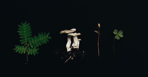 Mushroom chowder