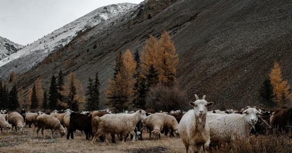 Do you want to fall asleep? Say goodbye to counting sheep.