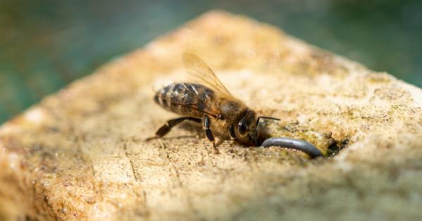 Natural remedy to combat acne: honey