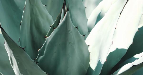 Discovering the Benefits of Aloe