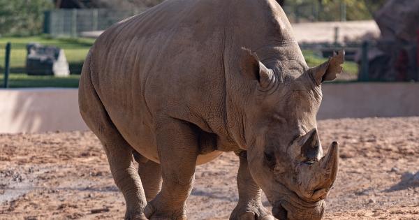 How to care for your rhino