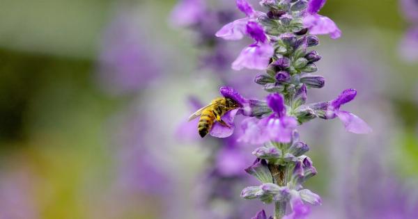 Sage intake: When too much becomes harmful