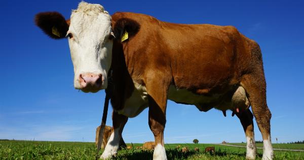 Comparing the Effects of Full-Fat and Low-Fat Dairy