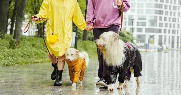 Days of Dogs: Can other animals spread diseases?