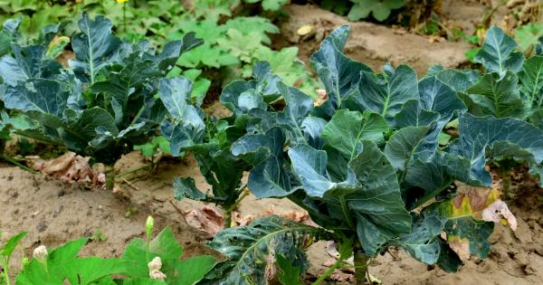 The best foods for growing bodies