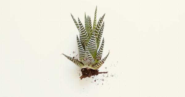 Aloe vera: The natural healer of beauty!