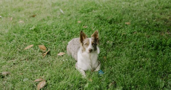 Dealing with a mischievous dog