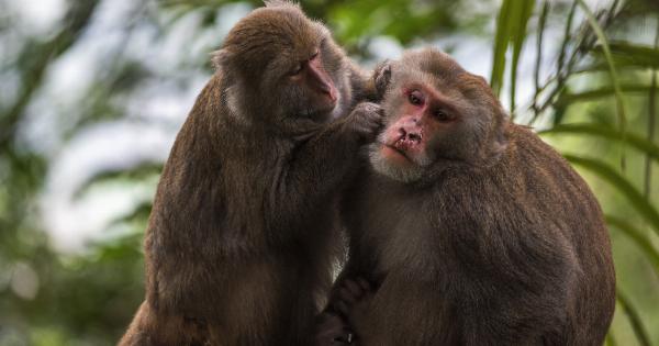 Picks of Monkeys Can Cause Encephalitis and Seizures, Study Warns