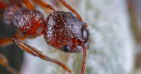 The most contradictory approach to managing ant infestations
