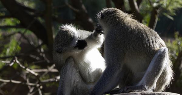 Monkeys learn to point from each other