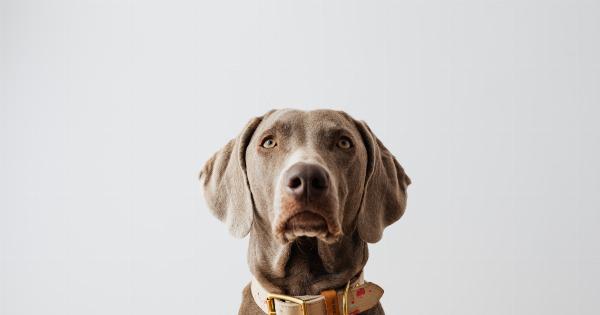 Proven methods to gain your dog’s confidence