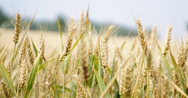 Seed It Up: A Healthier You