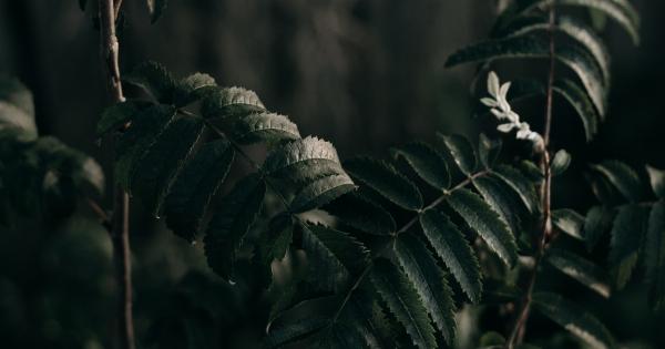 Private: Plants with Anti-Inflammatory, Antimicrobial and Diuretic Benefits (Pictures)