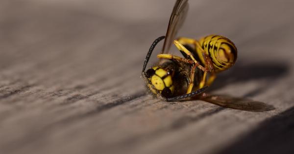 What to Do with a Dead Wasp, Bee, or Scorpion