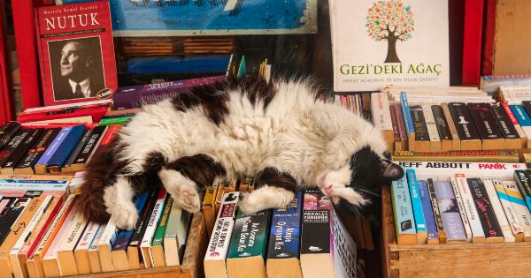 Is your cat sleeping too much?