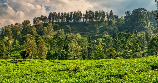 10 Surprising Benefits of Tea Tree for Your Beauty Routine