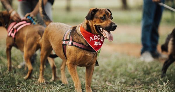Dogs detect malaria in people