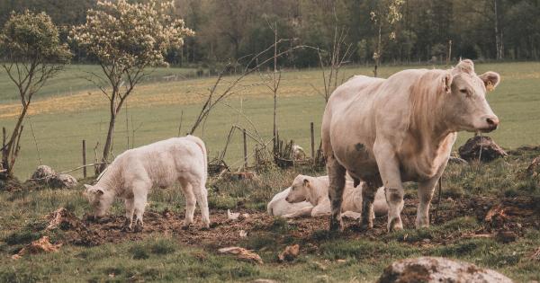 Is grazing or feasting better for your health?
