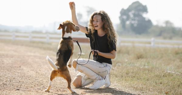 The Enchanting Command That Sends Dogs Soaring into the Sky with Happiness