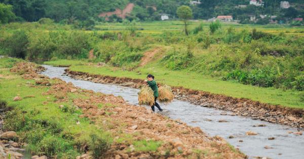 Revolutionary key gene found to enhance mutated rice