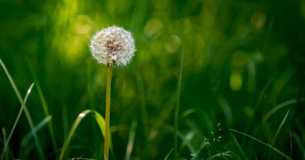 Unveiling the hidden benefits of a common weed