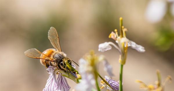 The therapeutic potential of honey in cancer