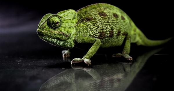 The dark side of green tea: side effects you should know about