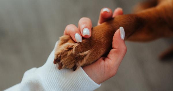 Training Your Dog Through Playtime