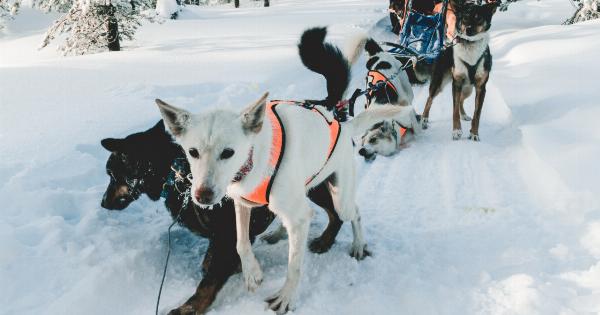 Dangerous icy conditions overcome to save stranded dogs