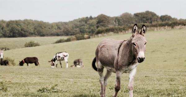 Donkey Milk: A Natural Anti-Aging Elixir