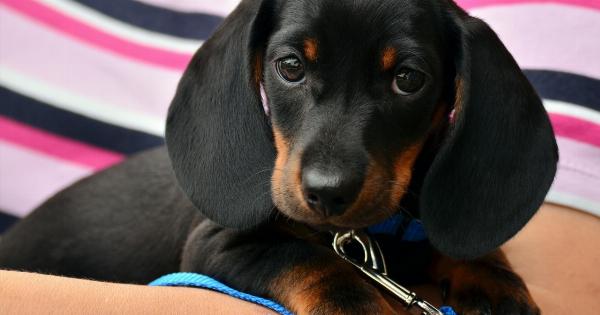 Introducing Your Dog to Your New Baby