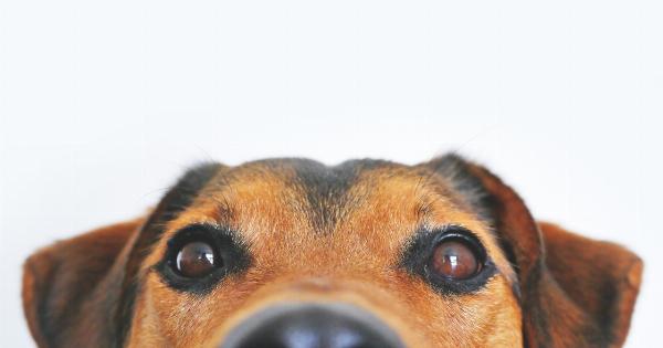 Canine Confusion: Uncovering the Mystery Behind Guilty Eyes