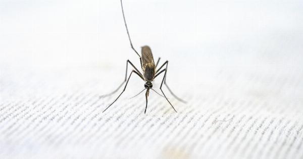 Genetically modified mosquitoes could combat malaria in the future