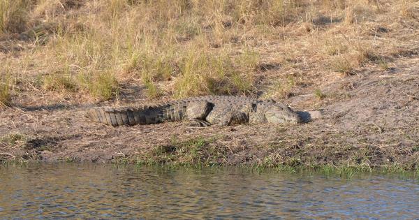 Plaque Attack: The Unseen Danger Lurking in Water